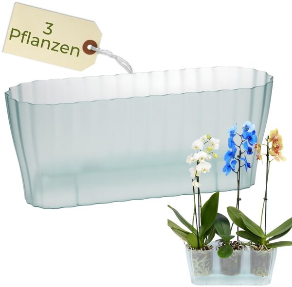 GarPet Blumentopf Orchideentopf Blumen Kasten Übertopf für mehrere Pflanzen durchsichtig