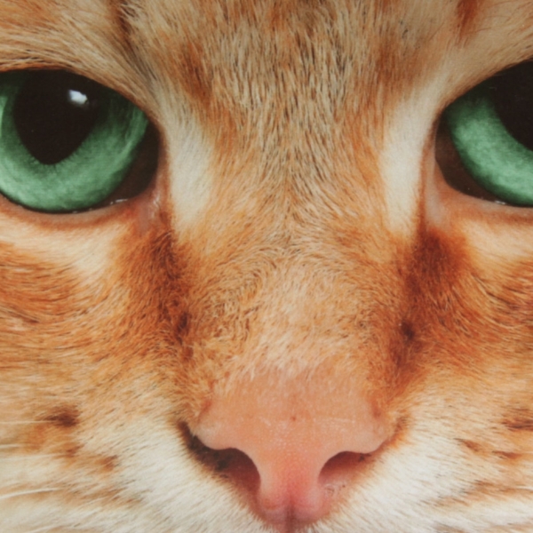 Bestlivings Kissenbezug Fotodruck Motiv in 40x40 cm, Flauschig weiche Kissen-Hülle in vielen Motiven erhältlich ( Design: Katze Beige ) Bild 6