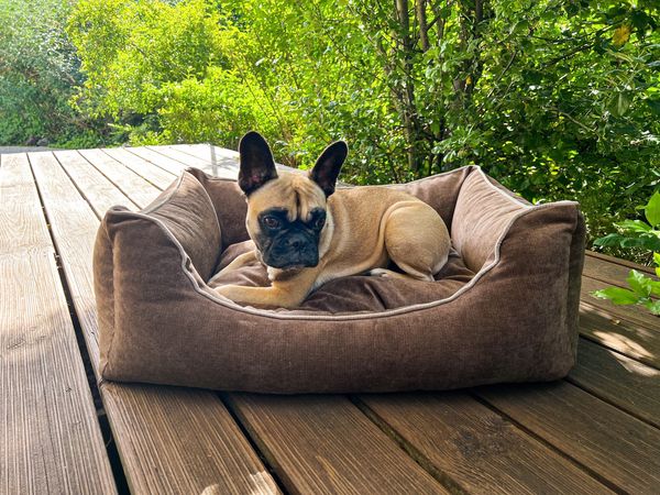 Aumüller Hundesofa Ortho Line, Braun - 80 cm