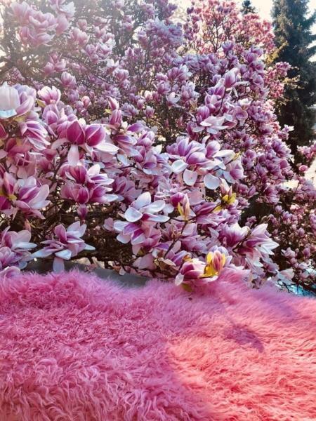 Lammfell Tibet Farbe: Pink | Größe: 100-110 Bild 4