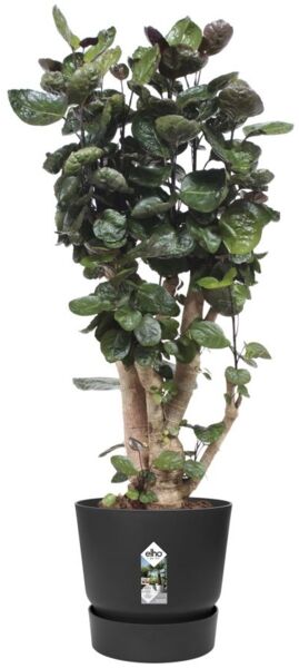 Elho Pflanztopf Greenville Ø 40 x 37 cm living schwarz