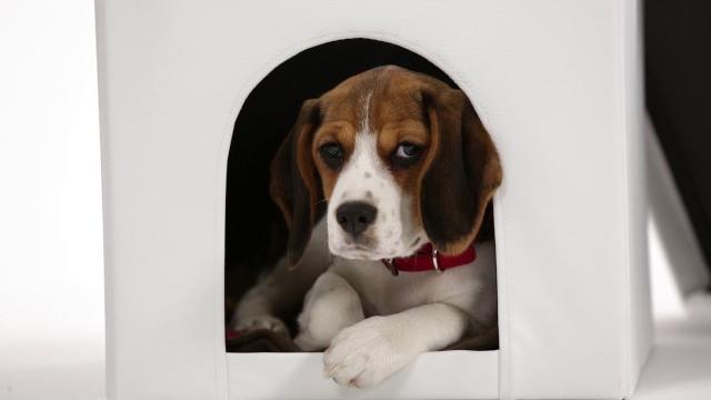 Relaxdays Hundebox Sitzhocker Bild 2
